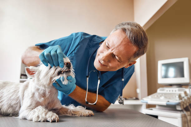 Best 24-Hour Emergency Dentist in North Manchester, IN